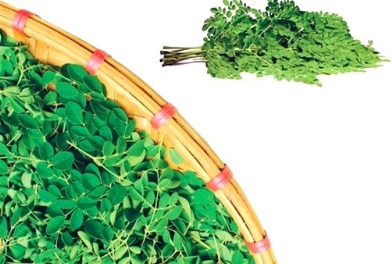 Origen La planta, conocida como moringa oleífera es oriunda de la India y su cultivo se conoce en muchos puntos del planeta.