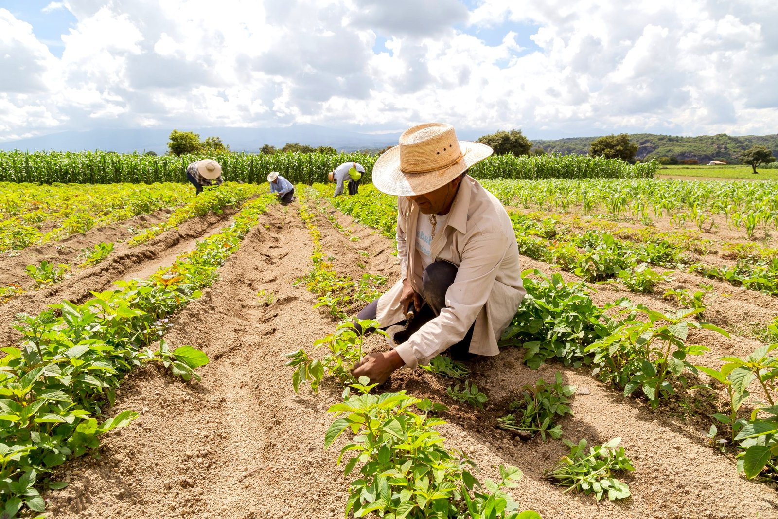Campesino dominicano trabajando en el campo