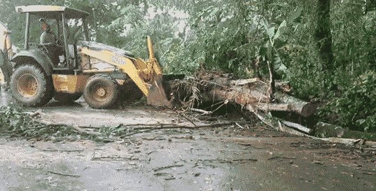 Fuertes vientos y lluvias derriban árboles y afectan el servicio eléctrico en La Vega