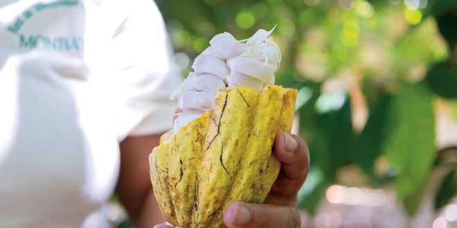 Cacao dominicano: de la exportación de grano a la conquista global del chocolate