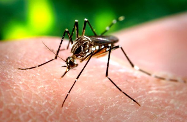 Dengue-Paraguay