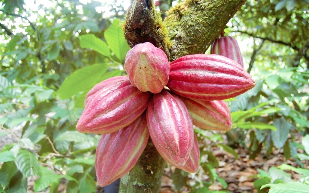 Cacao de República Dominicana