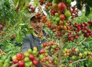 Cafetero